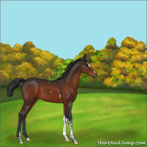 Horse Color:Brown Sabino Tobiano 