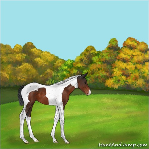 Horse Color:Brown Tobiano Appaloosa 