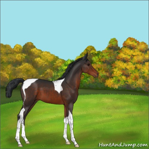 Horse Color:Brown Tobiano 