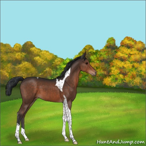 Horse Color:Brown Tobiano 