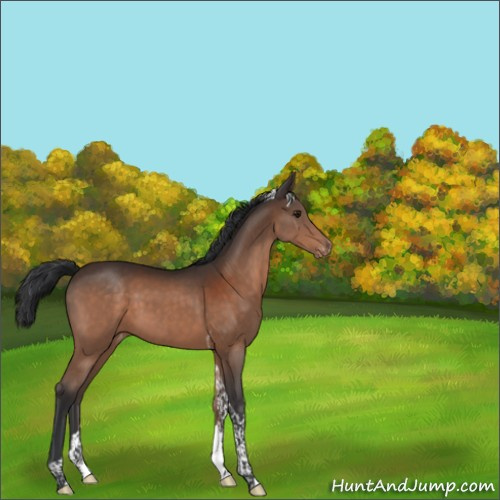 Horse Color:Brown Tobiano Appaloosa 