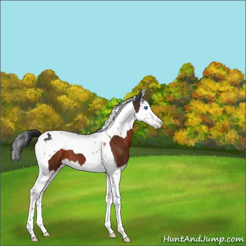 Horse Color:Brown Splash Tobiano 
