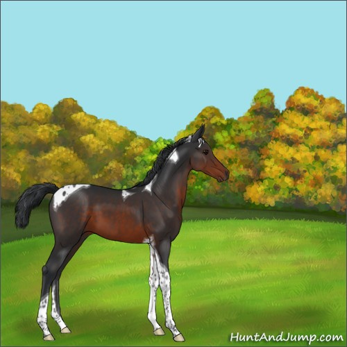 Horse Color:Brown Tobiano 