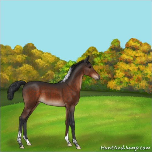 Horse Color:Brown Tobiano 