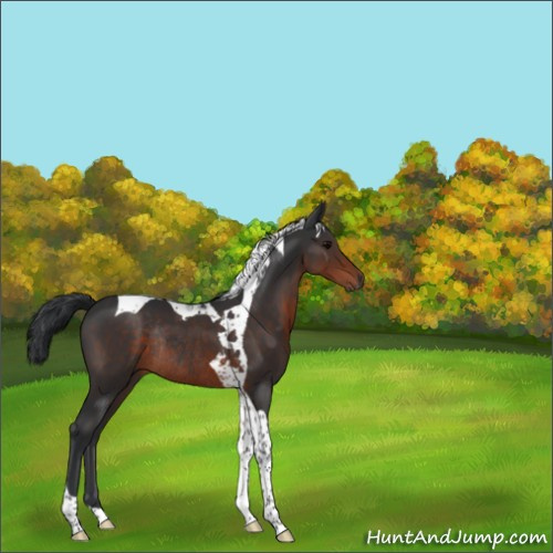 Horse Color:Brown Tobiano Rabicano 