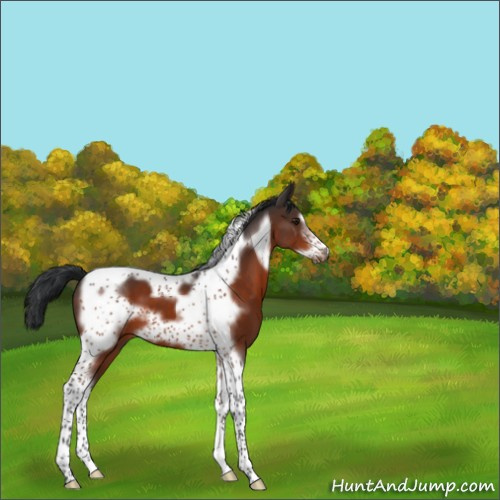 Horse Color:Brown Tobiano Frame 
