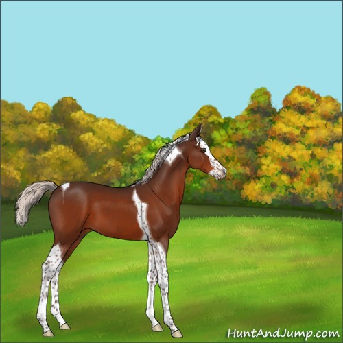 Horse Color:Silver Brown Sabino Splash Tobiano 