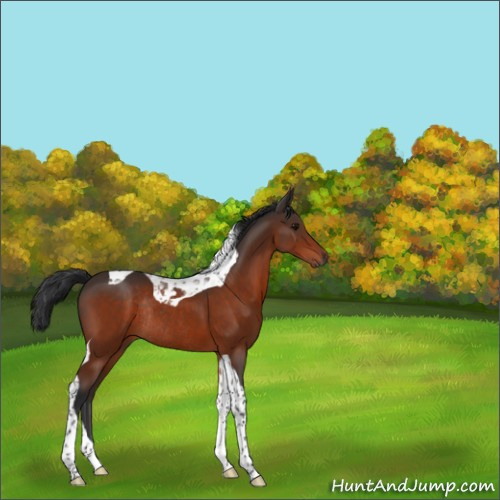 Horse Color:Bay Tobiano Rabicano 