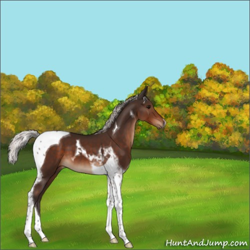 Horse Color:Silver Brown Tobiano 