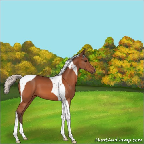 Horse Color:Silver Bay Tobiano 