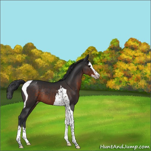 Horse Color:Brown Splash Tobiano Appaloosa Rabicano 