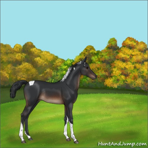 Horse Color:Brown Tobiano Rabicano 