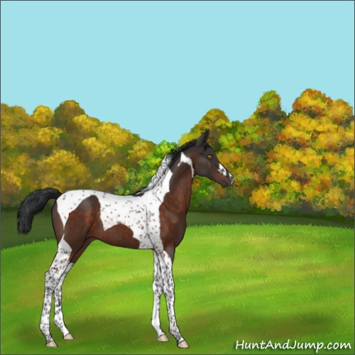 Horse Color:Brown Tobiano 