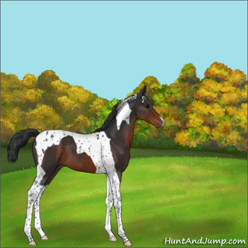 Horse Color:Brown Tobiano 