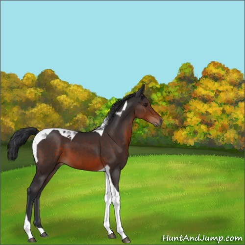 Horse Color:Brown Tobiano 