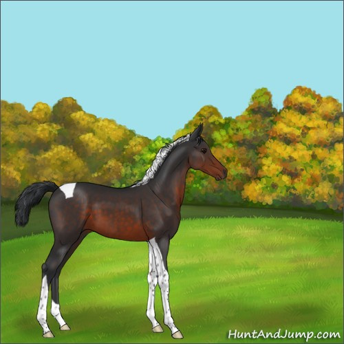 Horse Color:Brown Tobiano 