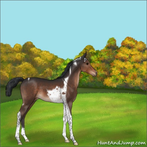 Horse Color:Brown Tobiano 
