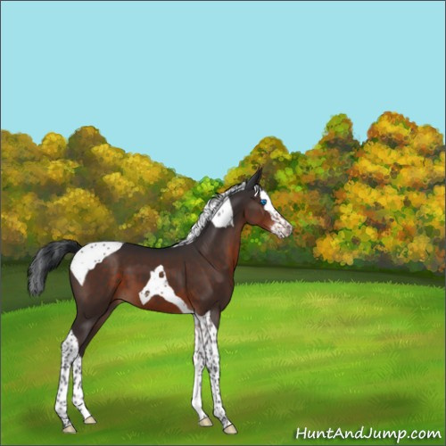 Horse Color:Brown Splash Tobiano 