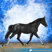 Horse Color:Gray Brown Tobiano Rabicano 