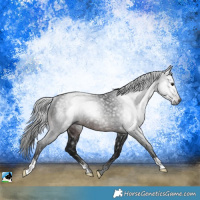Horse Color:Gray Brown Rabicano 