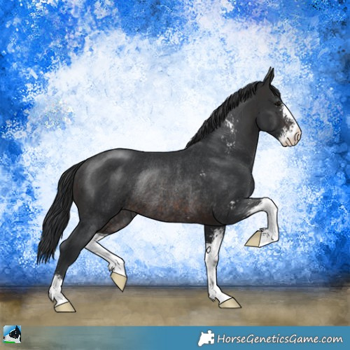 Horse Color:Brown Sabino Rabicano