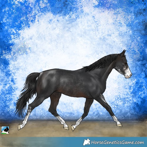 Horse Color:Brown Sabino Rabicano