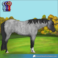 Horse Color:Blue Roan 