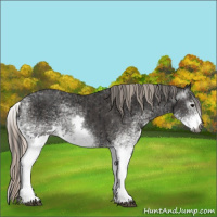 Horse Color:Gray White Spotted Black  and Gray White Spotted Silver Black 