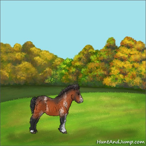 Horse Color:White Spotted Bay 