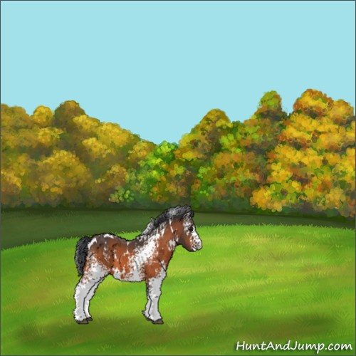 Horse Color:White Spotted Bay 