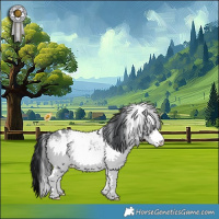 Horse Color:White Spotted Bay Chinchilla 