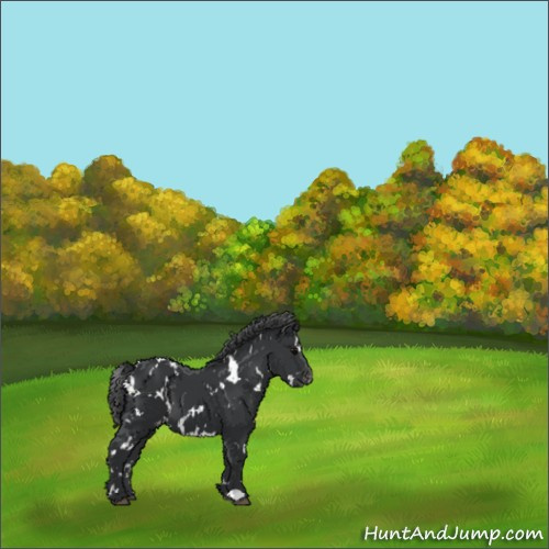 Horse Color:White Spotted Black Appaloosa 