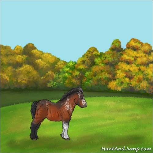 Horse Color:White Spotted Brown 
