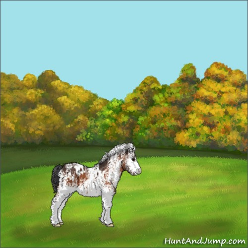 Horse Color:White Spotted Bay Appaloosa 