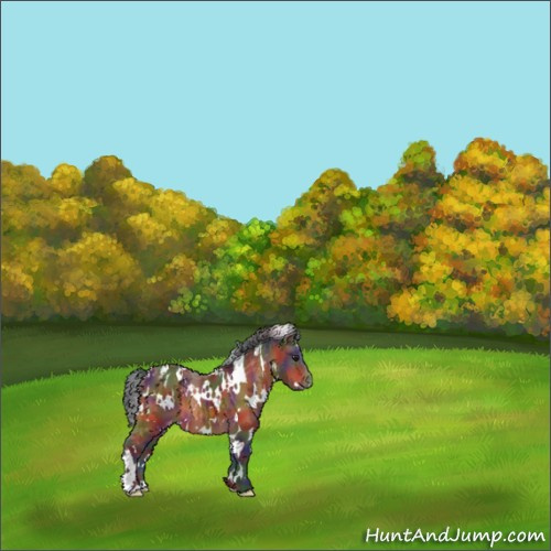 Horse Color:Nacre White Spotted Brown Appaloosa 