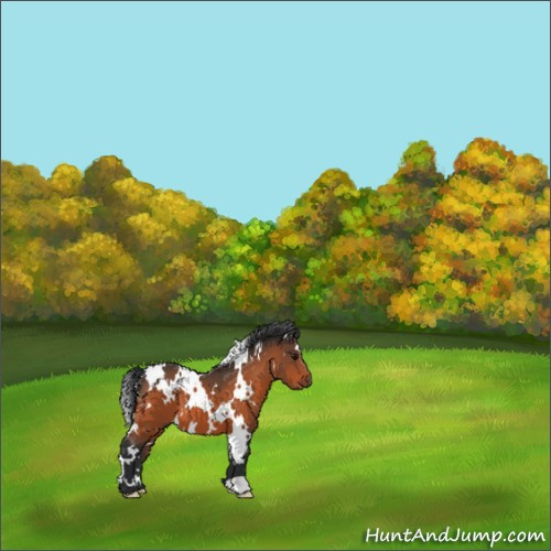 Horse Color:White Spotted Bay 