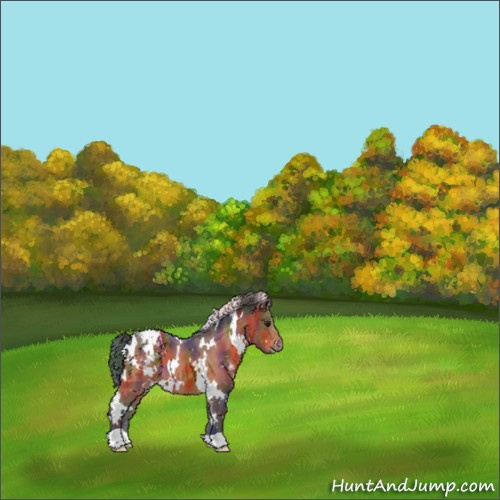 Horse Color:Nacre White Spotted Brown Appaloosa 