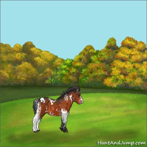 Horse Color:White Spotted Brown 
