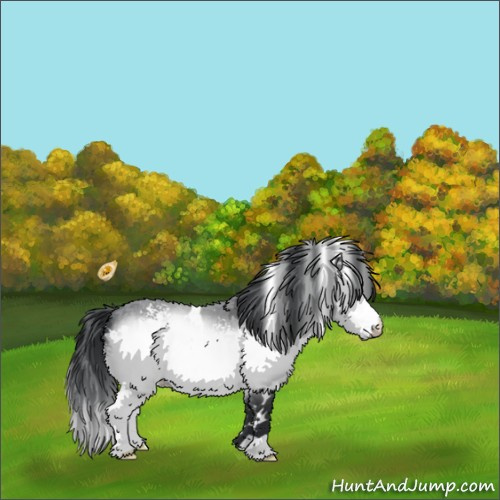 Horse Color:White Spotted Bay Chinchilla 