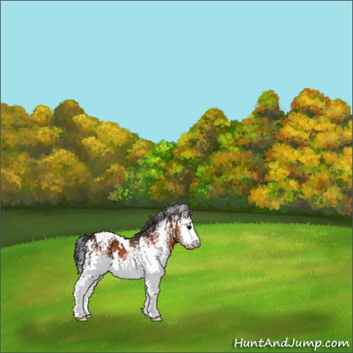Horse Color:White Spotted Bay 