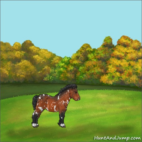 Horse Color:White Spotted Bay 