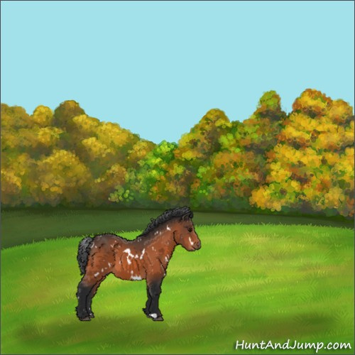 Horse Color:White Spotted Bay 