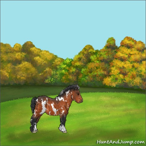 Horse Color:White Spotted Bay 