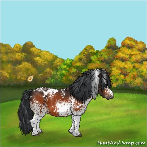 Horse Color:White Spotted Brown 