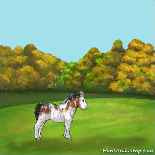 Horse Color:White Spotted Bay Appaloosa 