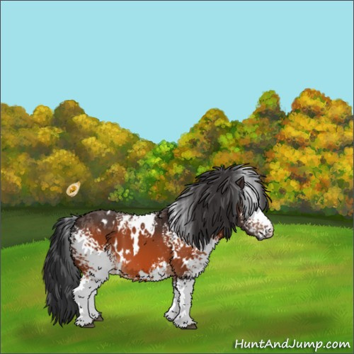 Horse Color:White Spotted Bay 