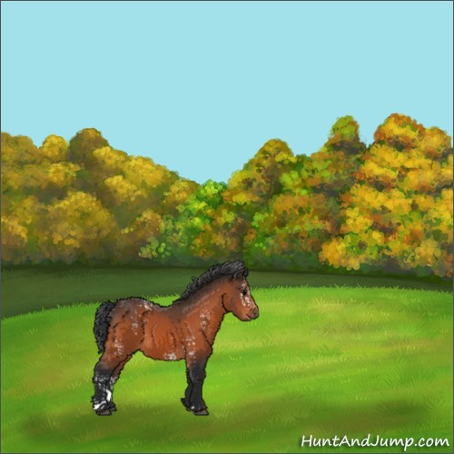 Horse Color:White Spotted Bay 