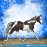 Horse Color:Silver Brown Splash Tobiano 