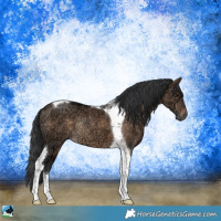 Horse Color:Brown Ice Dun Sabino Tobiano Rabicano 