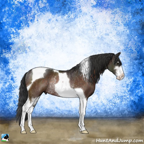 Horse Color:Brown Sabino Tobiano Rabicano 